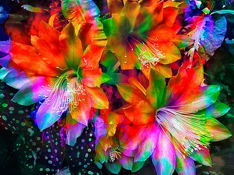 All 4u HD Wallpaper Rainbow Flowers