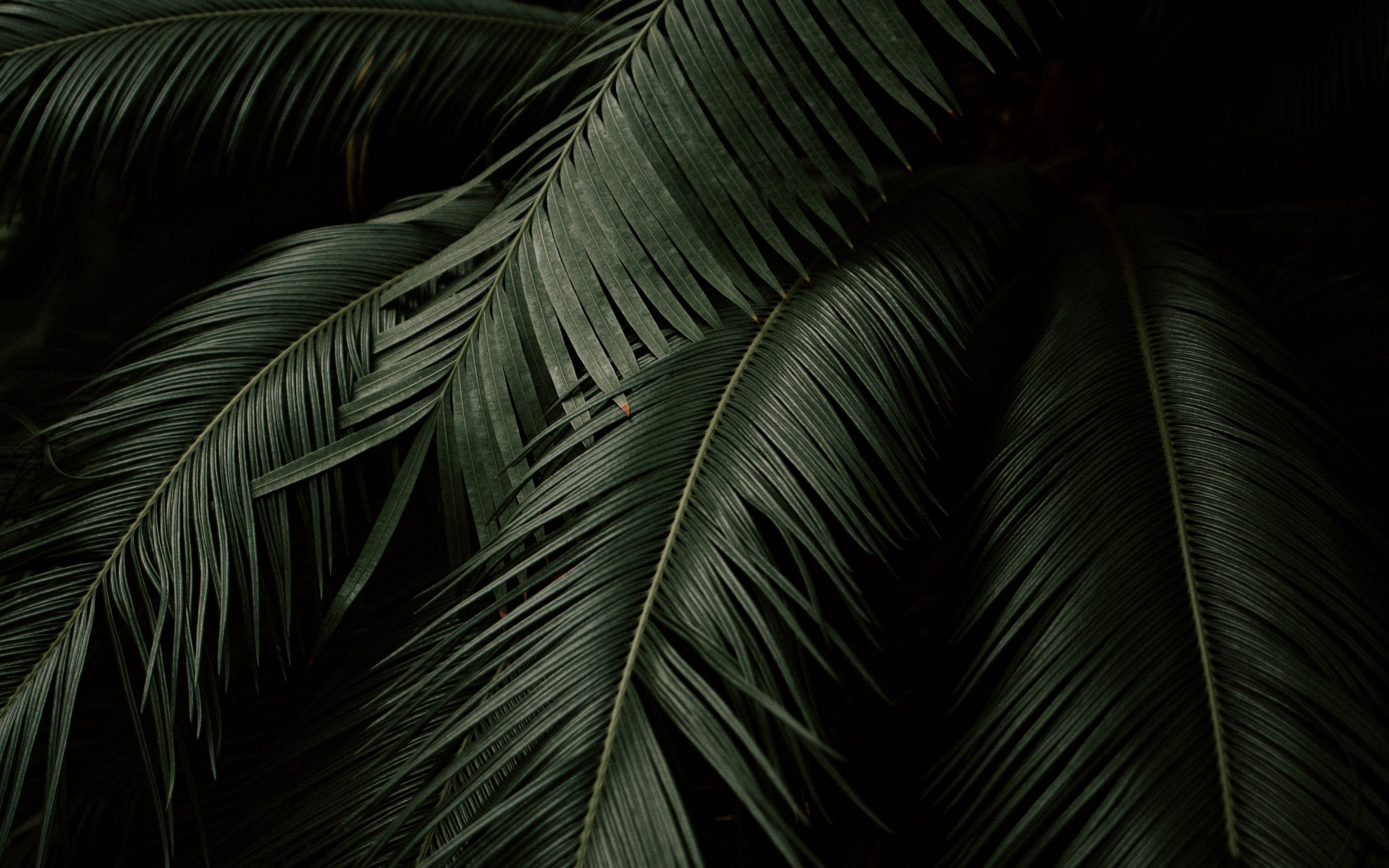 Wallpaper Leaves Plant Green Dark Botanical