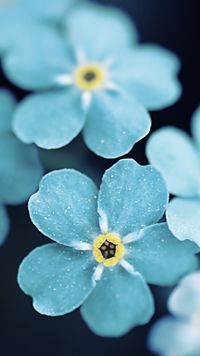 Me Blue Flowers iPhone 5s Wallpaper