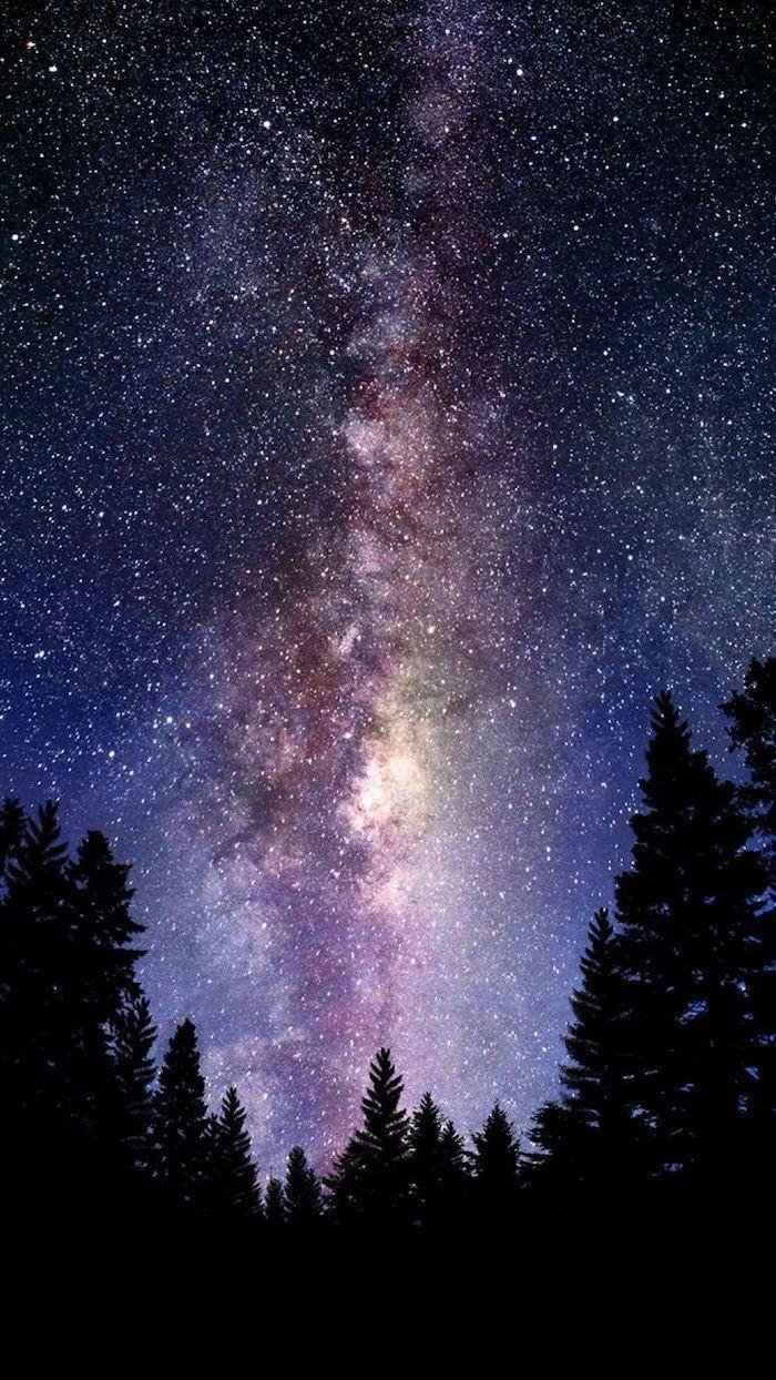 Tall Trees Forest Landscape Galaxy Wallpaper 4k Star Filled Sky