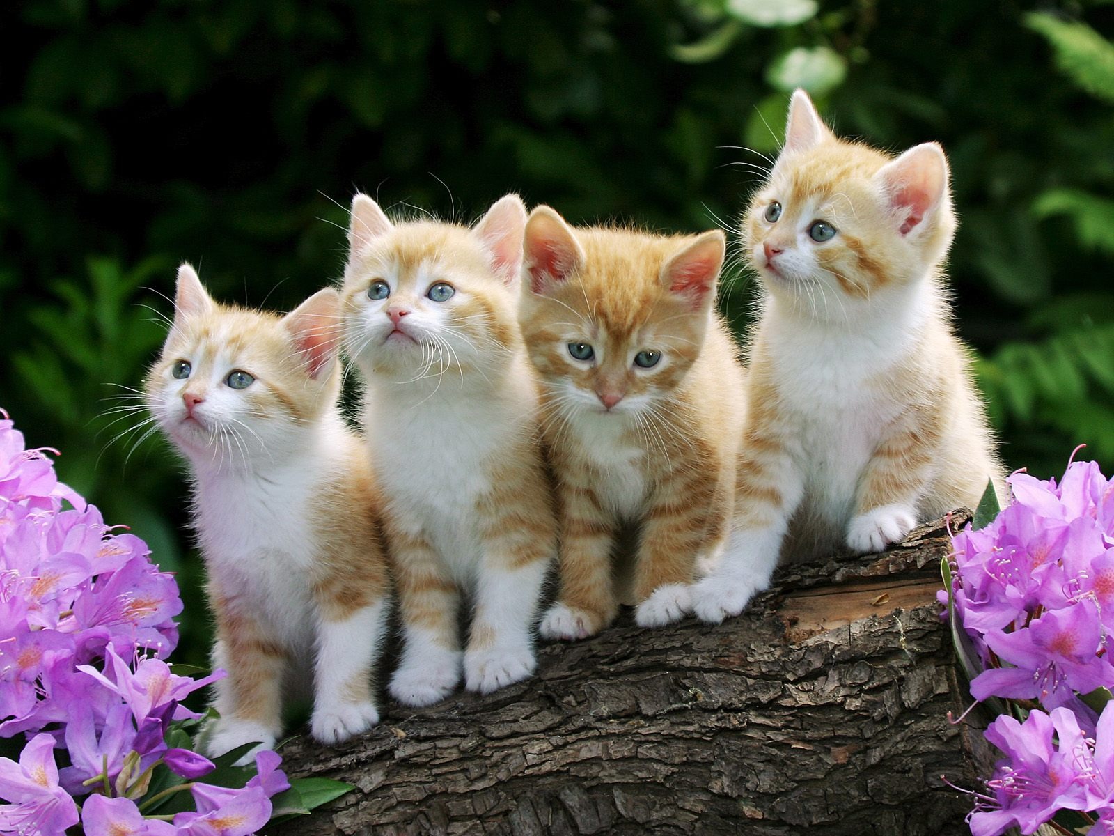 Four adorable ginger and white kittens perched on a log, surrounded by vibrant purple rhododendron flowers