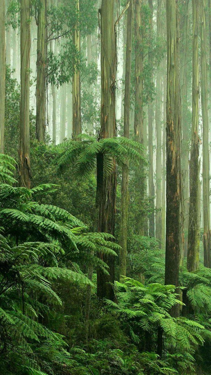 Beautiful Rain Forest Photos Wallpaper