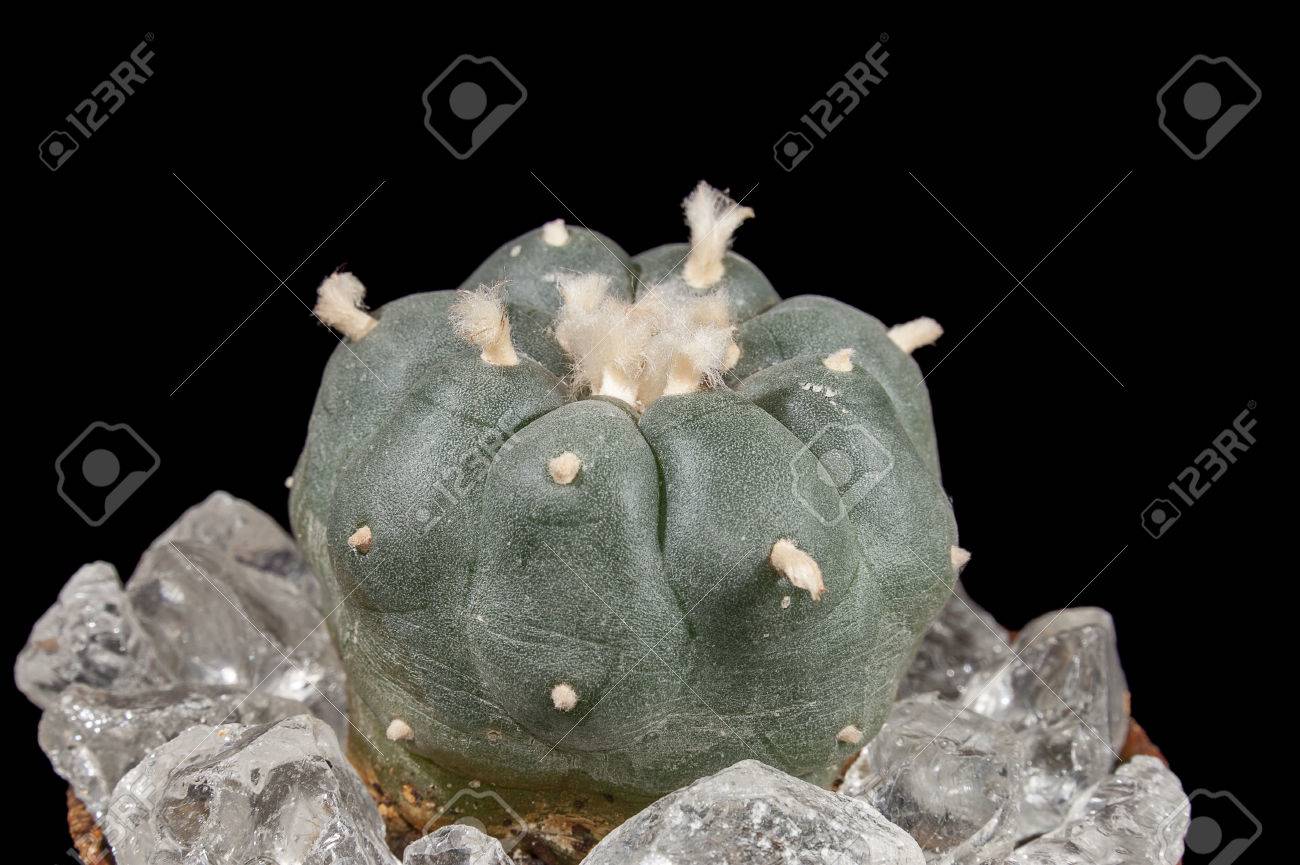 Lophophora Williamsii Peyote Cactus On Black Background Stock