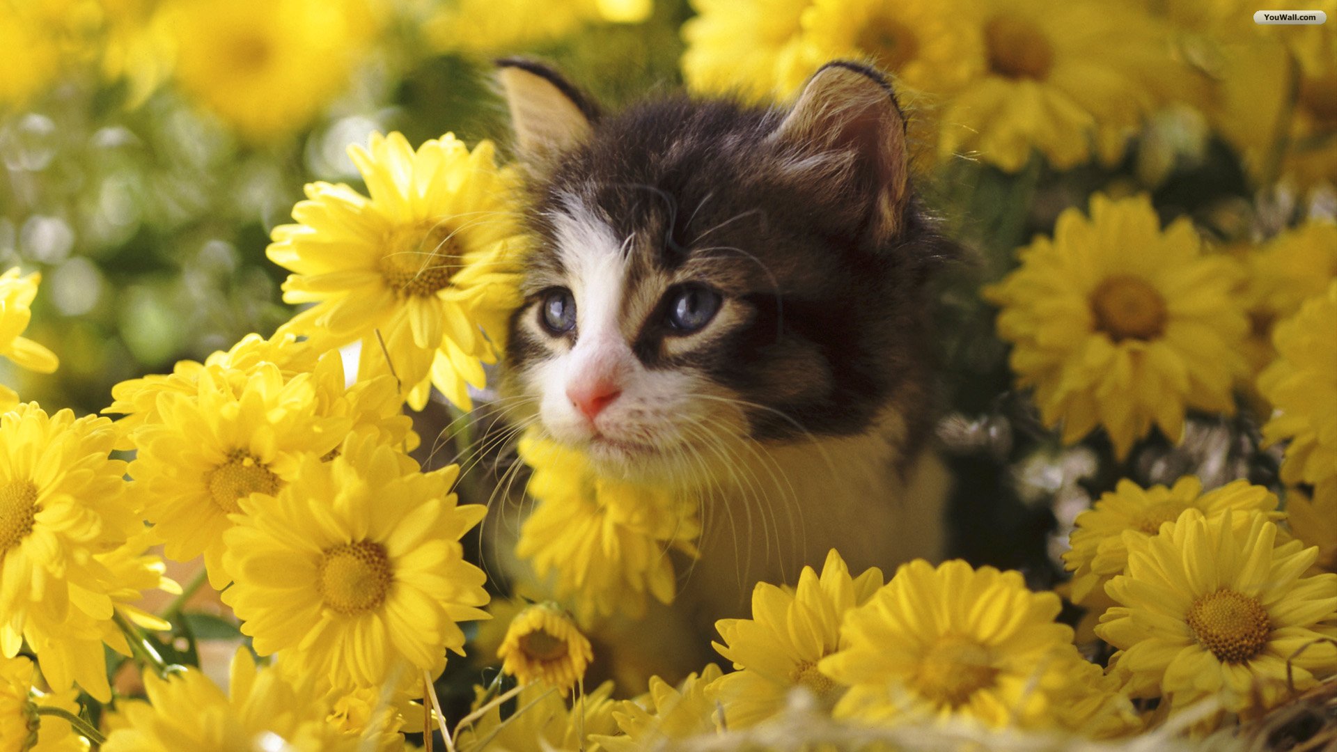 Cat And Flowers Wallpaper