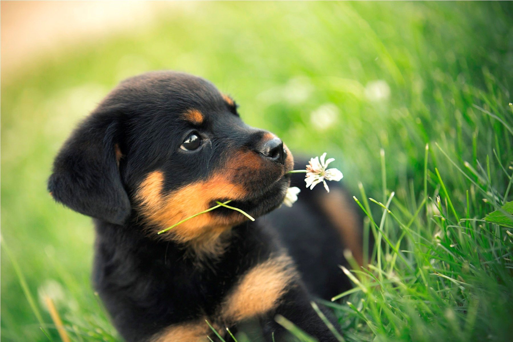 Animals   Dogs Rottweiler puppy chewing on a flower 085020 jpg