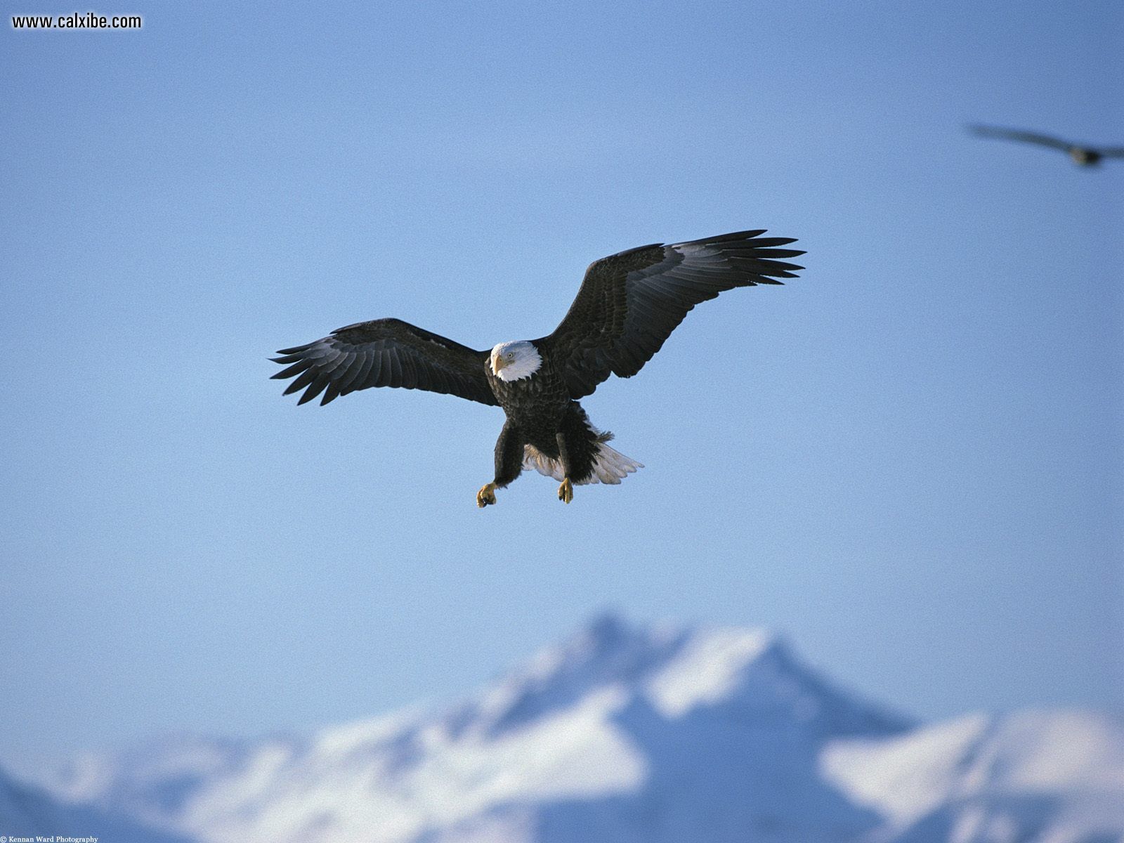 Animals Bald Eagle Picture Nr