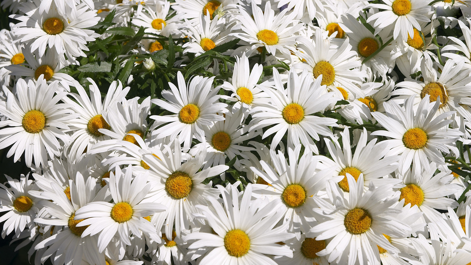 Desktop Daisy HD Wallpaper