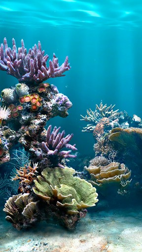 Bigger Fish Aquarium Live Wallpaper For Android Screenshot