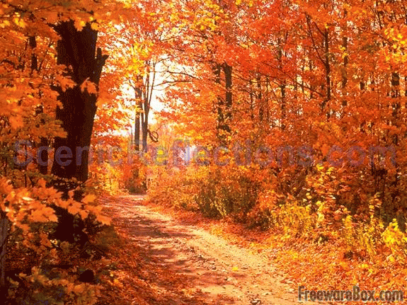 Colors of Autumn Screensaver freeware screenshot   Screensavers 575x431
