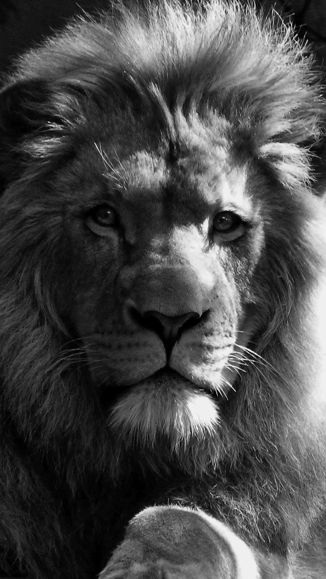 Black And White Lion Wallpaper