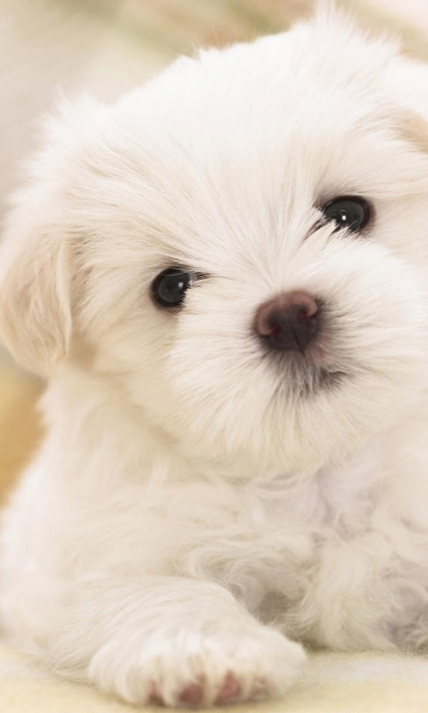 Puppy Wallpaper And Screensavers