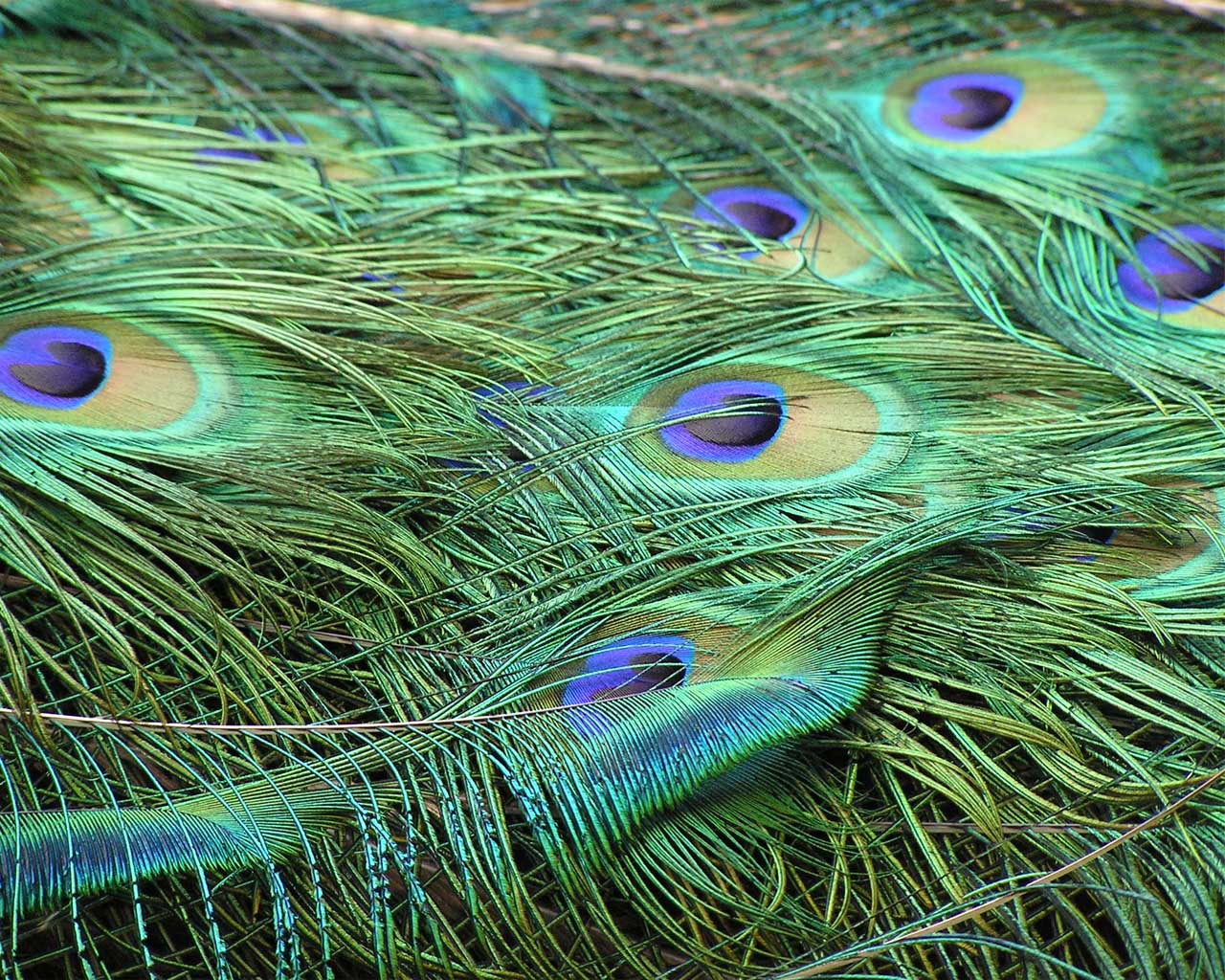 Peacock Feather Wallpaper John Deere