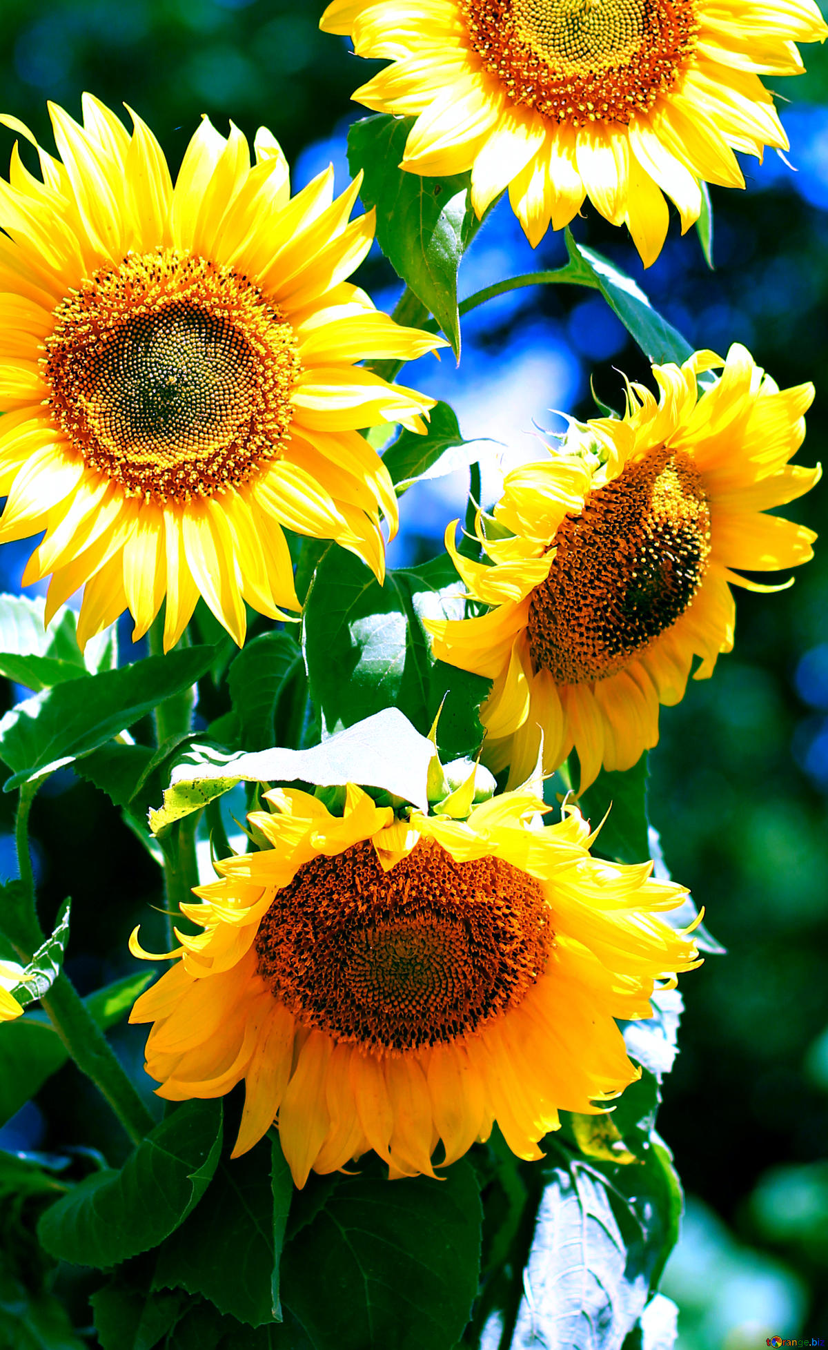 Picture Sunflowers Bouquet Background Vertical On Cc