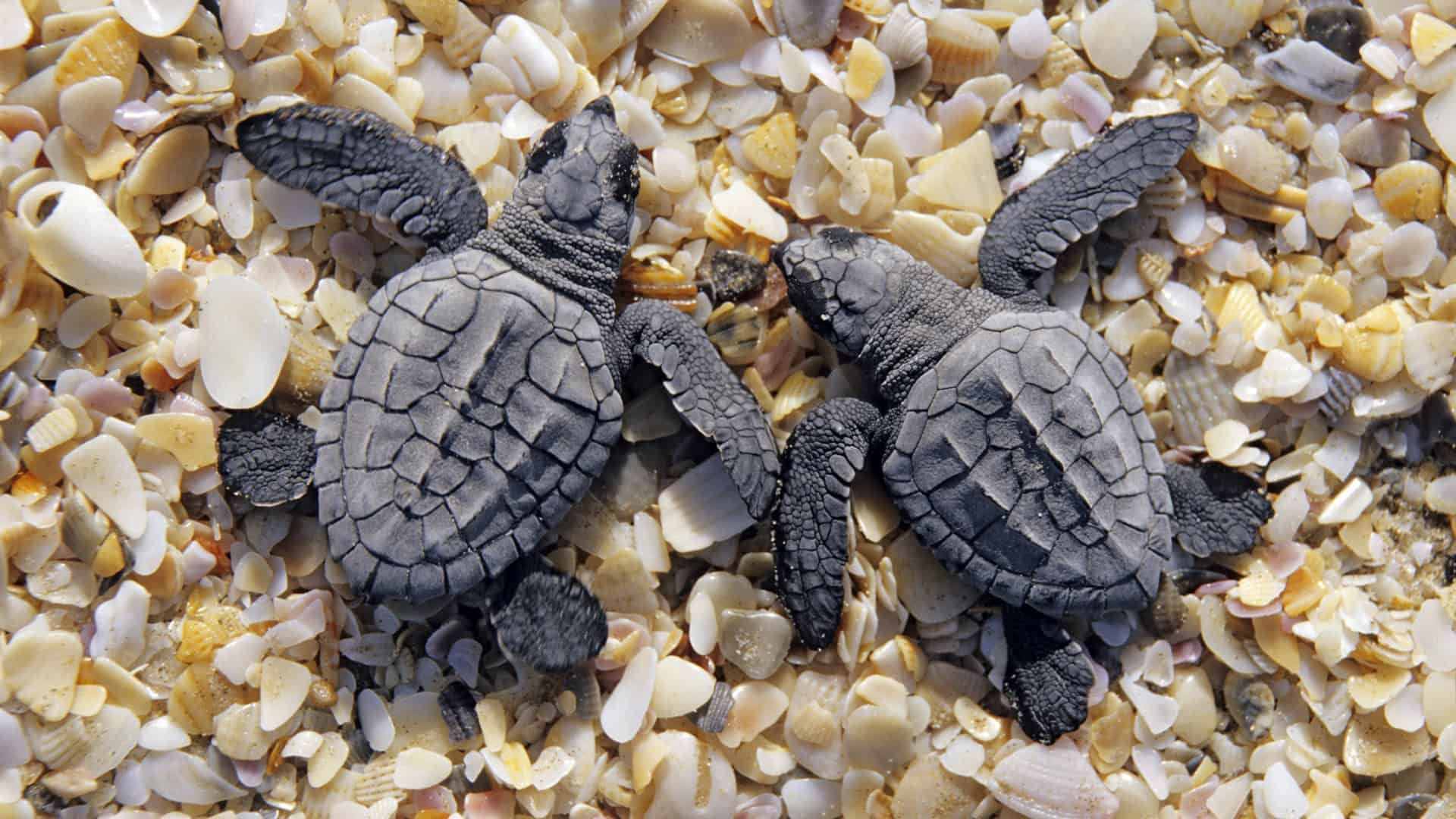 Turtle Background Wallpaper