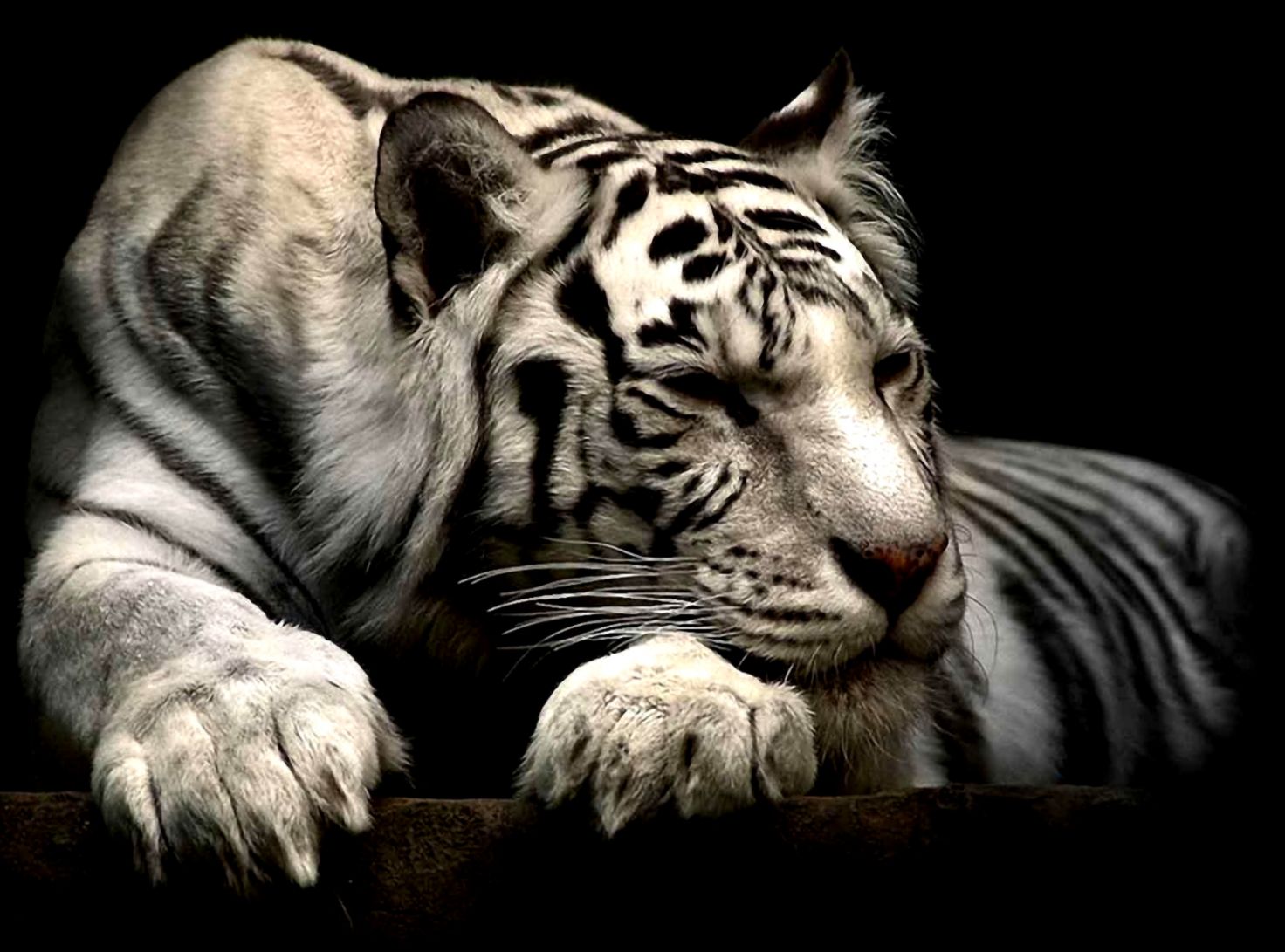 White Siberian Tiger Wallpaper HD Gallery
