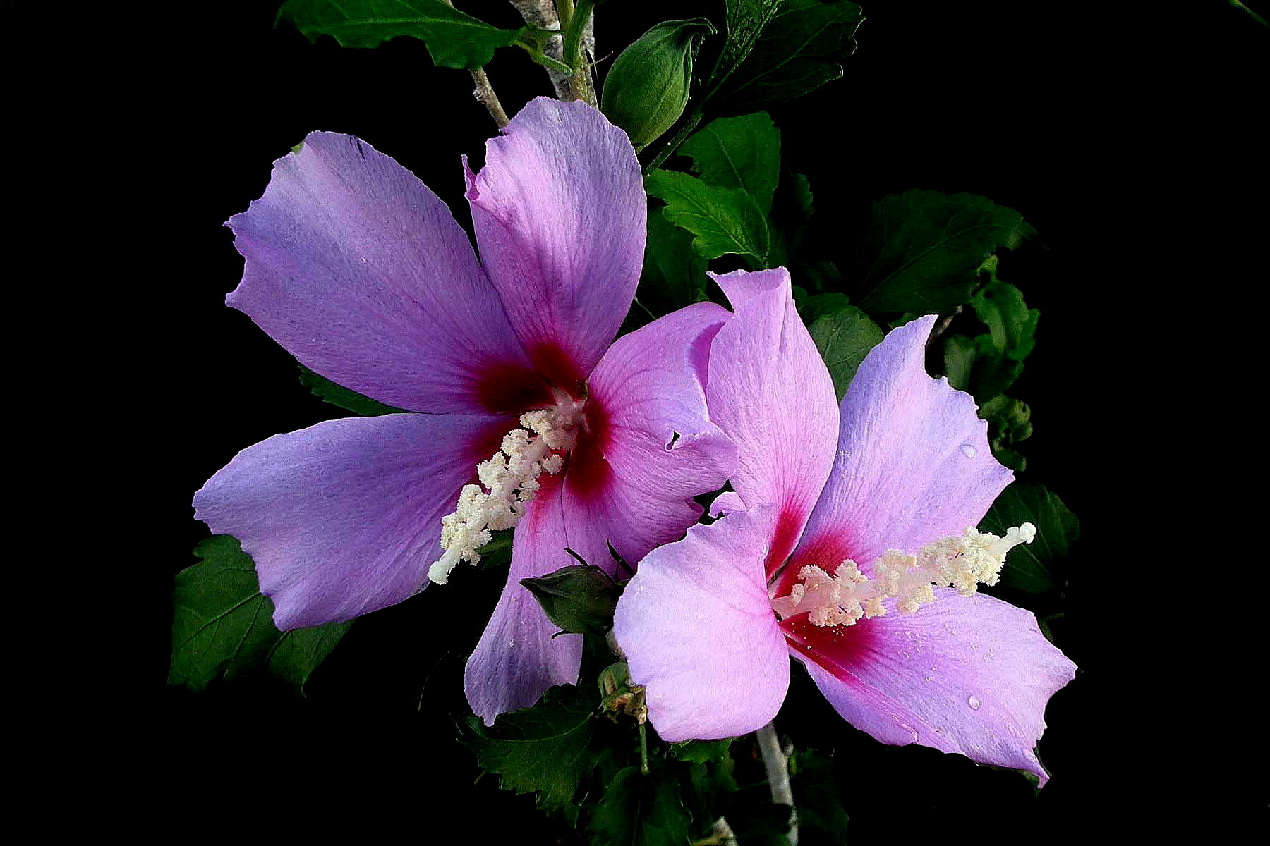 Pink Flower Close Wallpaper