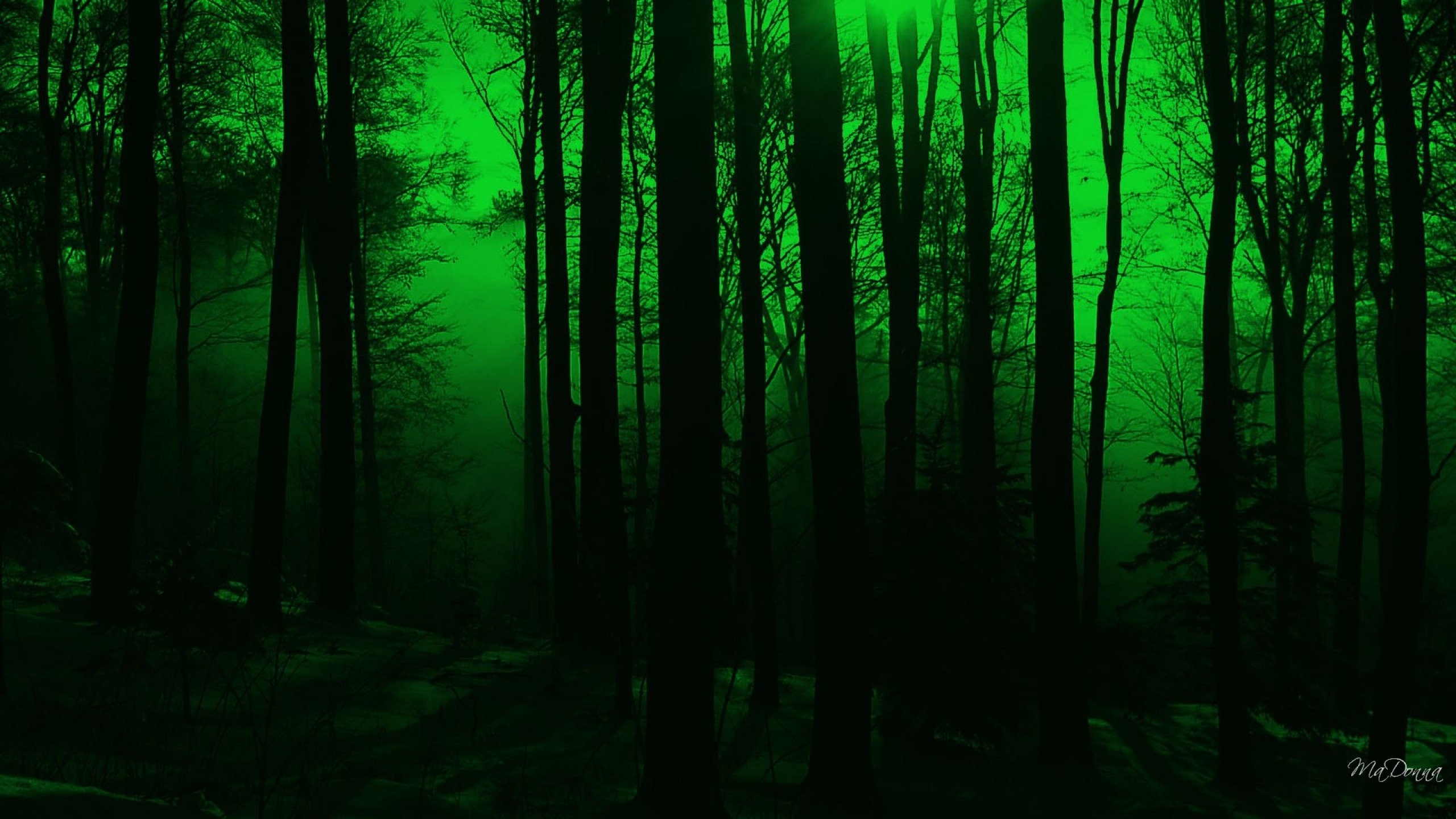 Forest Green Wallpaper