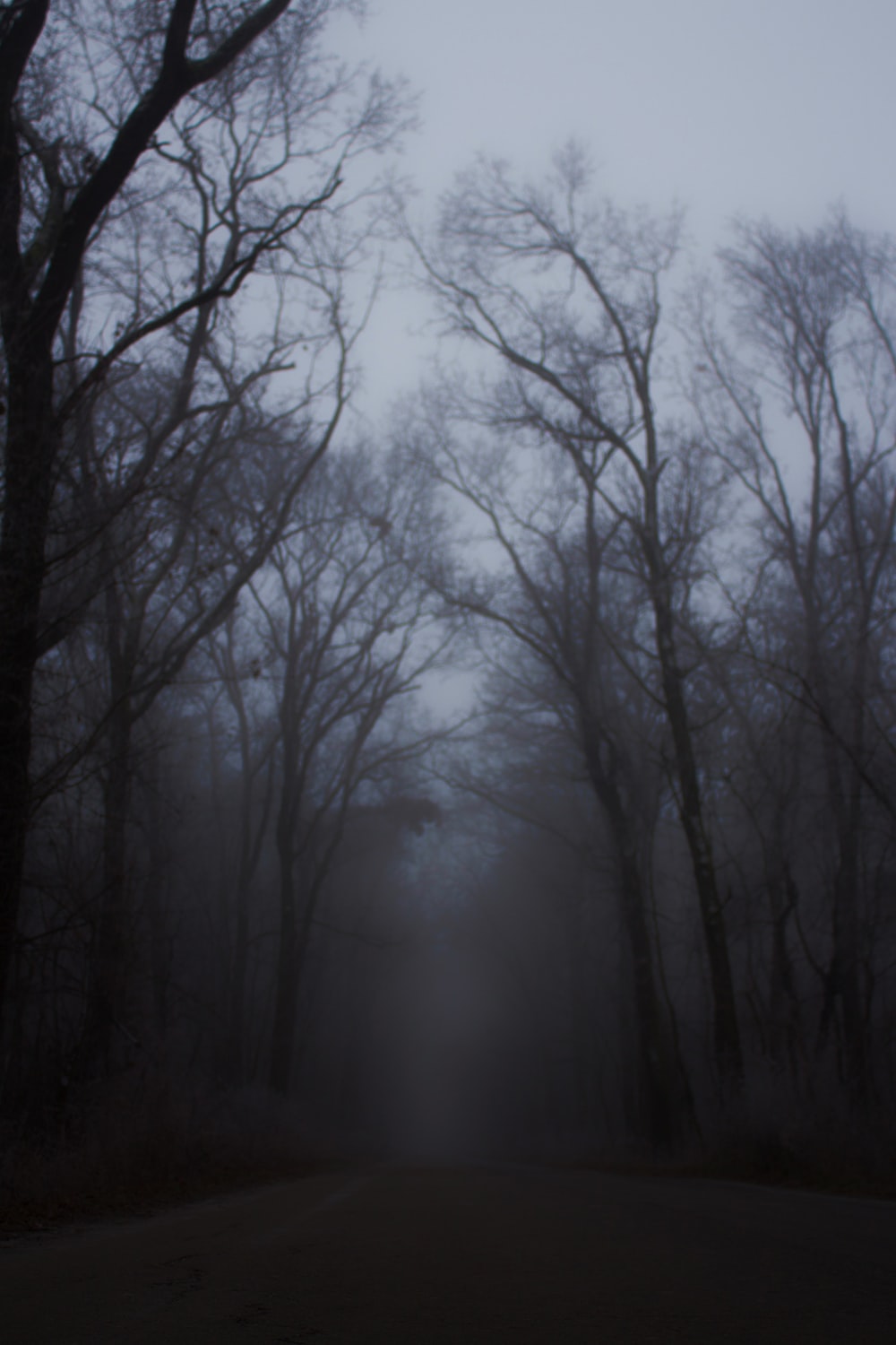 Creepy Forest Pictures Image