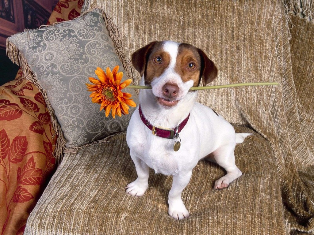 Jack Russell Terrier Re And Photos Gallery