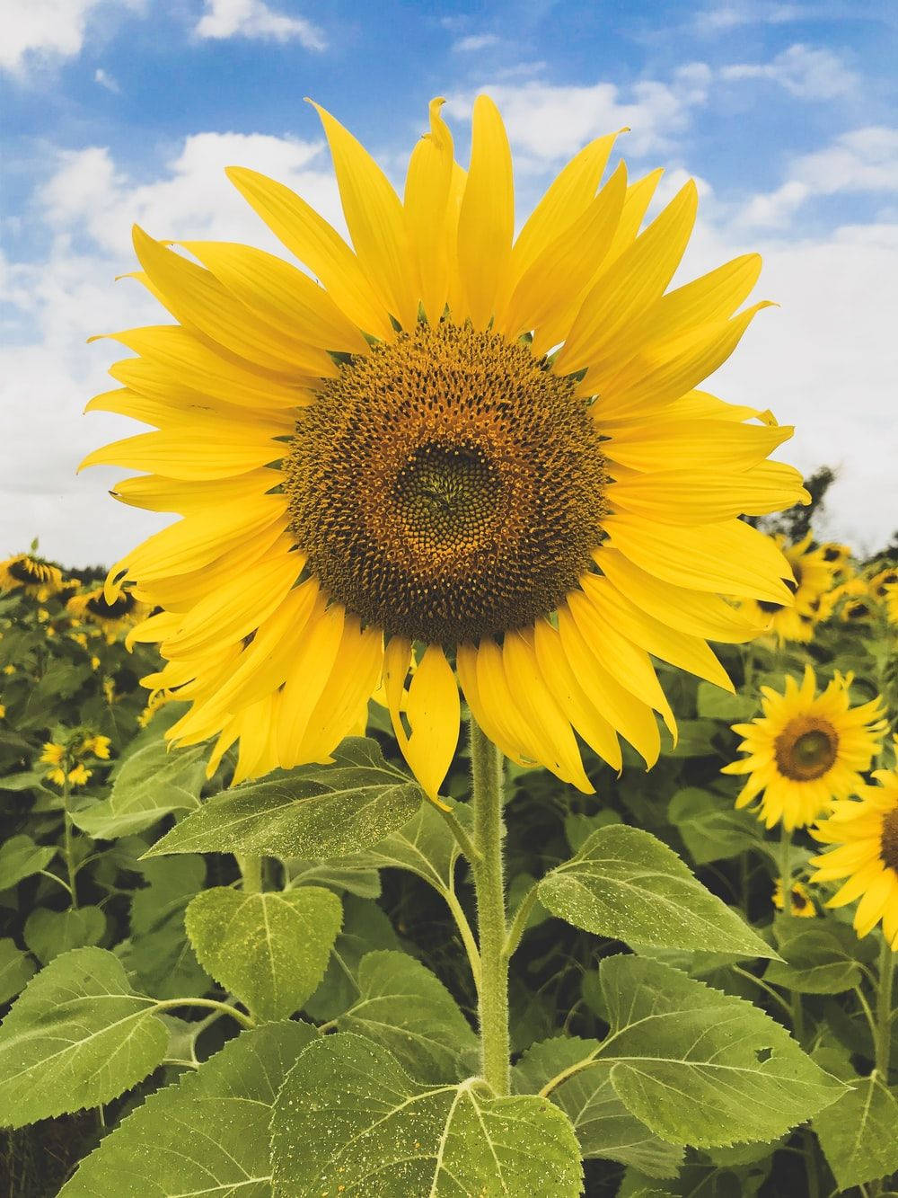 Sunflower And Roses Wallpaper