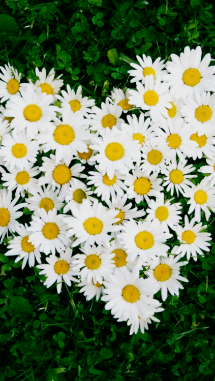 Daisy Flowers Wallpaper
