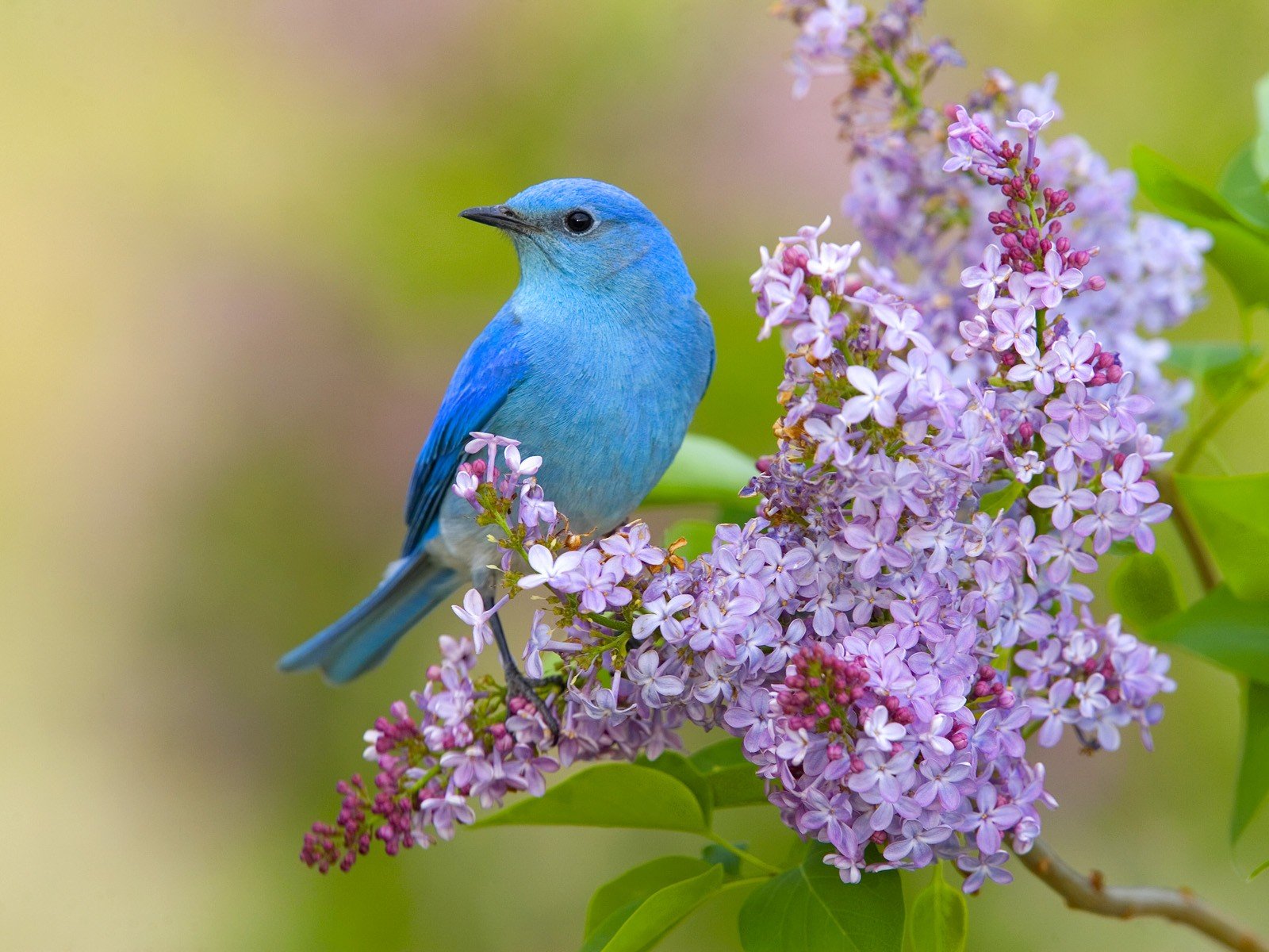 45 Flowers And Birds Wallpapers WallpaperSafari 45 Flowers And Birds Wallpapers WallpaperSafari