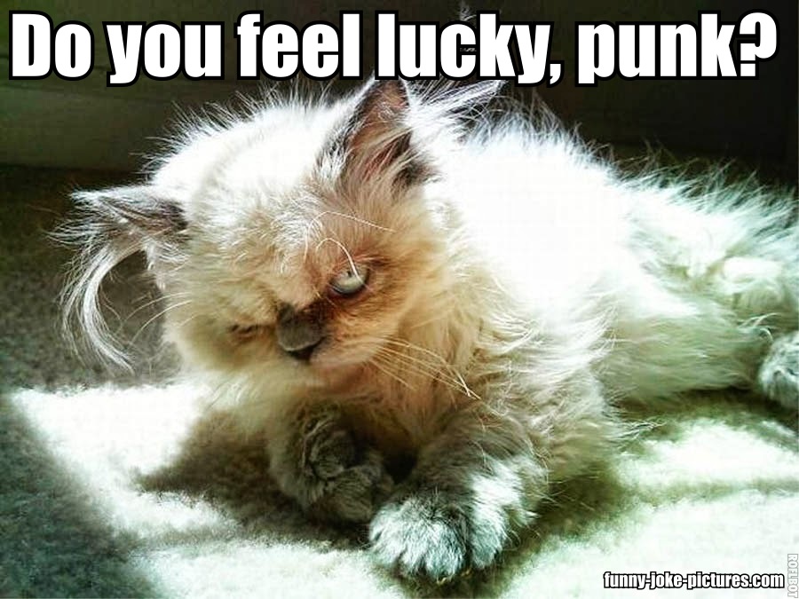Funny Angry Cats Desktop Wallpaper