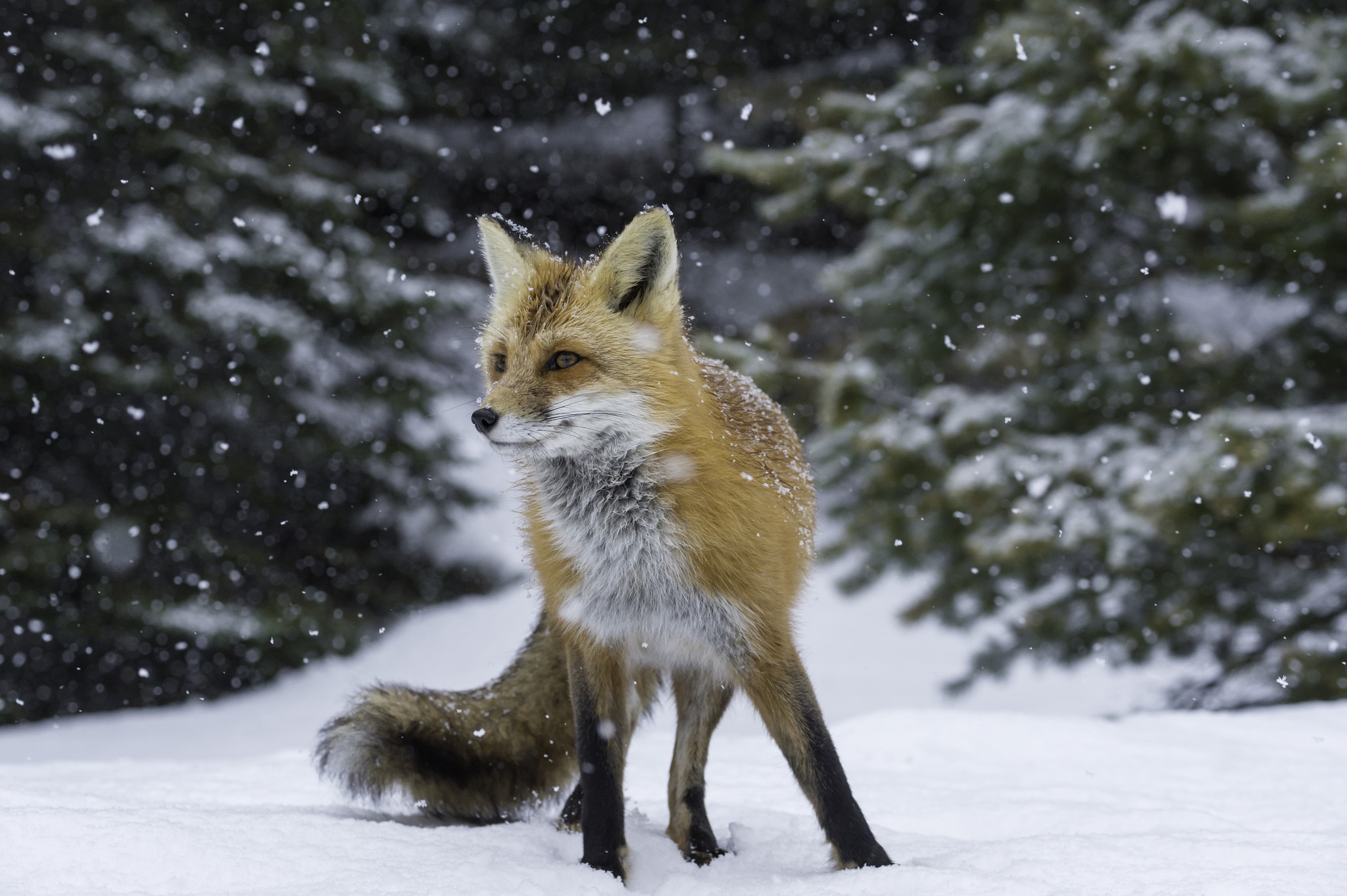 Winter Red Fox Wallpaper Animals Better