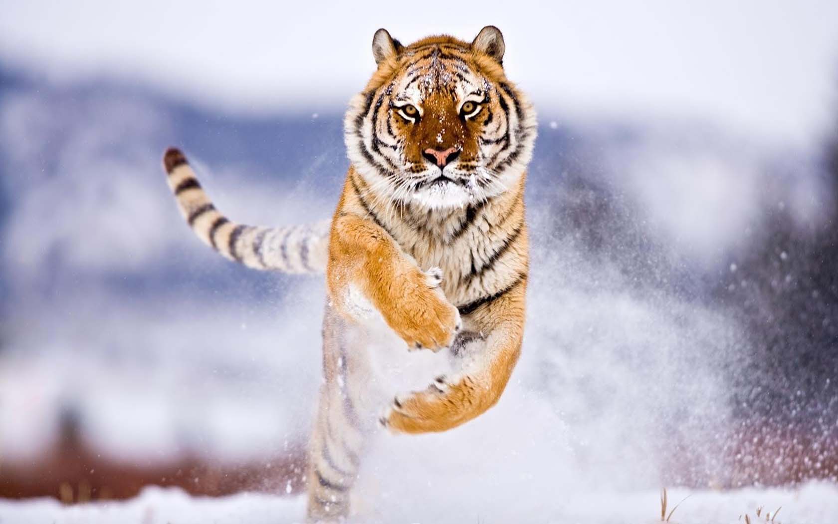 Siberian Tiger Latest HD Wallpapers Free Download
