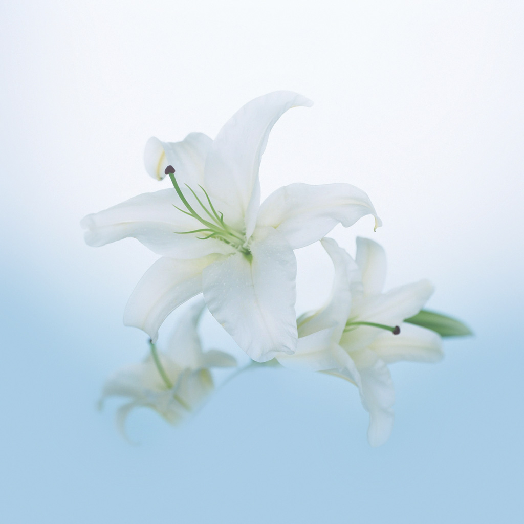 White Lily Flower Wallpaper Image Gallery