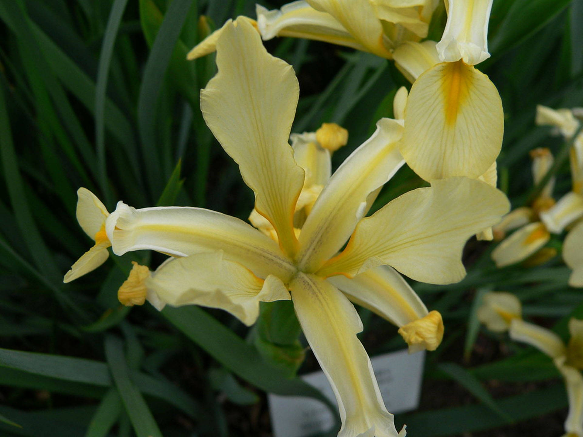 Orientalis Iris Flower Jixogo7zmff2krs5 Wallpaper
