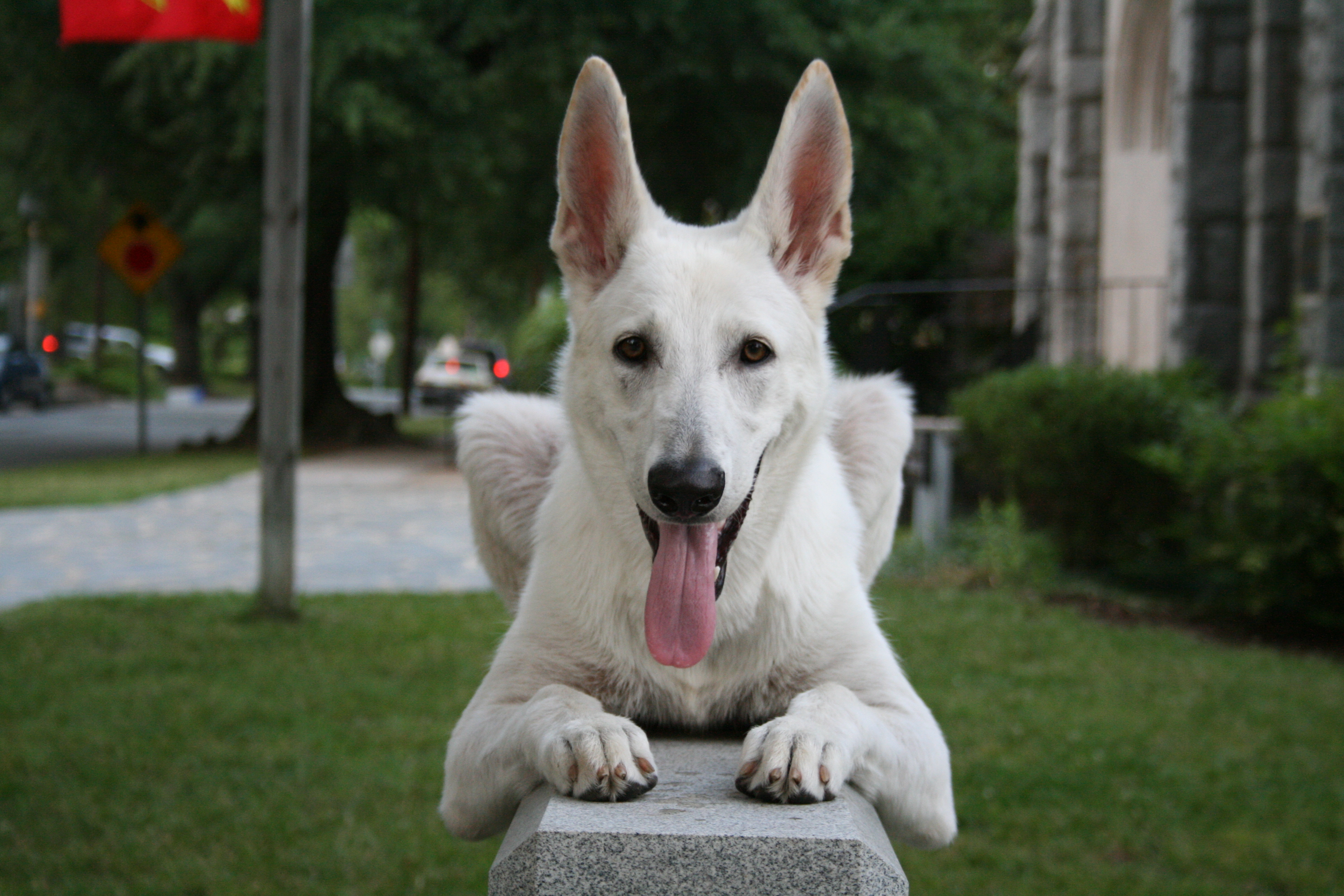 File White German Shepherd Dog Posing Jpg Wikimedia