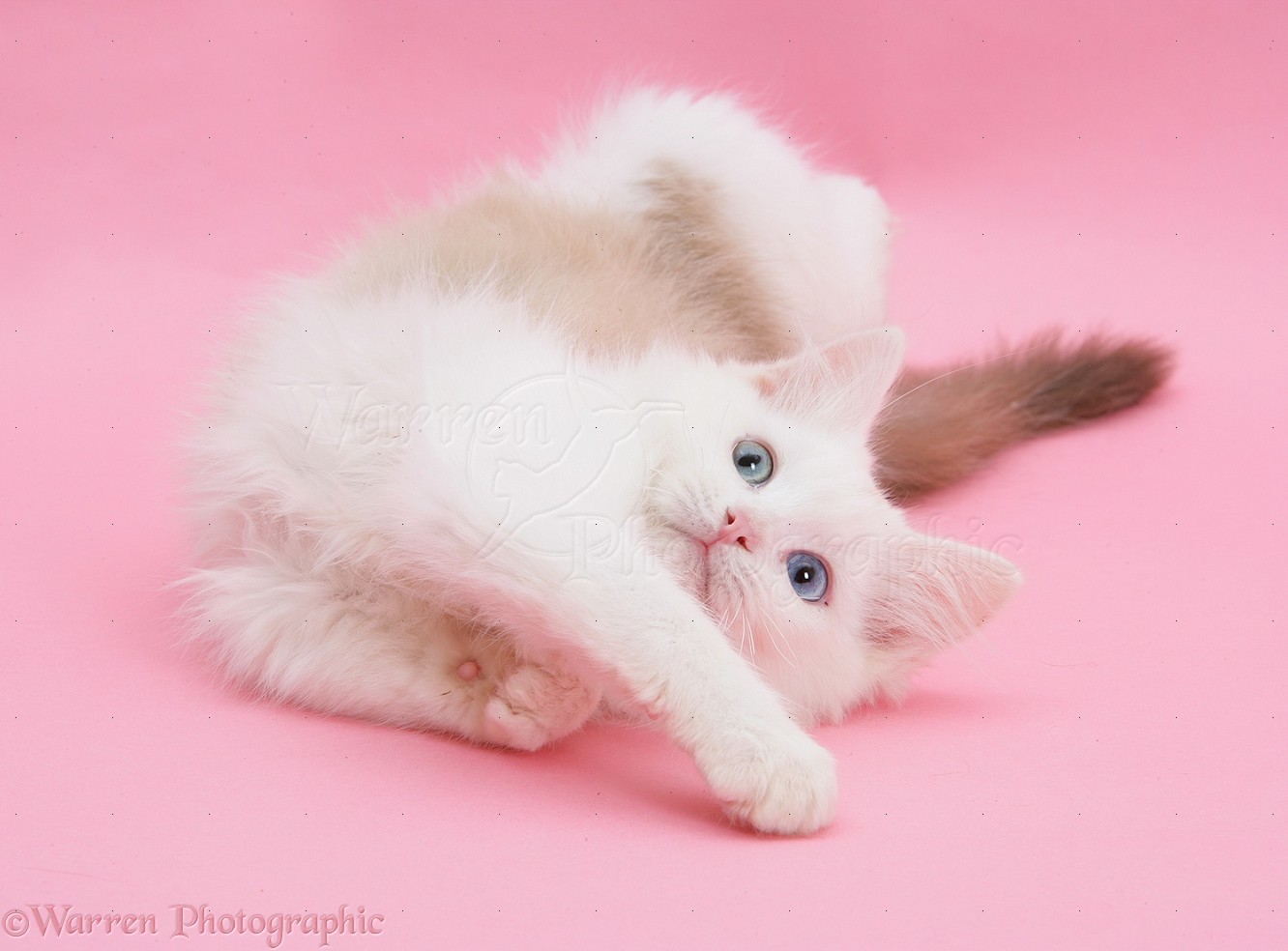 Birman X Ragdoll Kitten On Pink Background Photo Wp20363