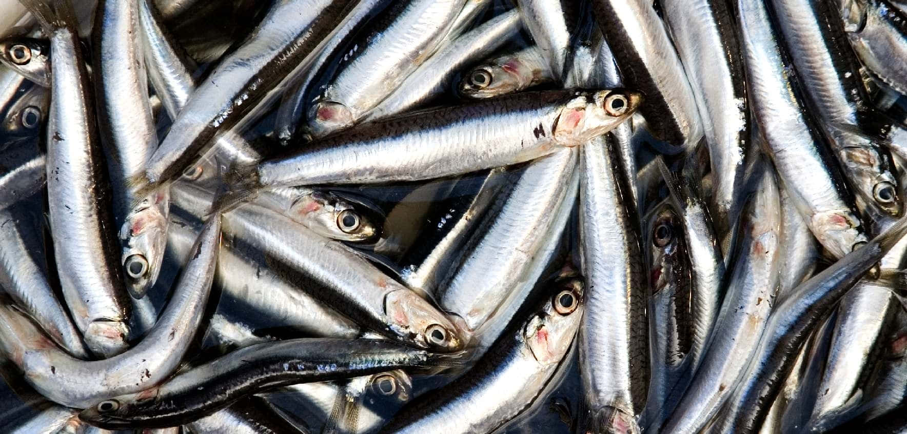 Fresh Anchovy Catch Jpg Enkq2on8er2p9iyl Wallpaper
