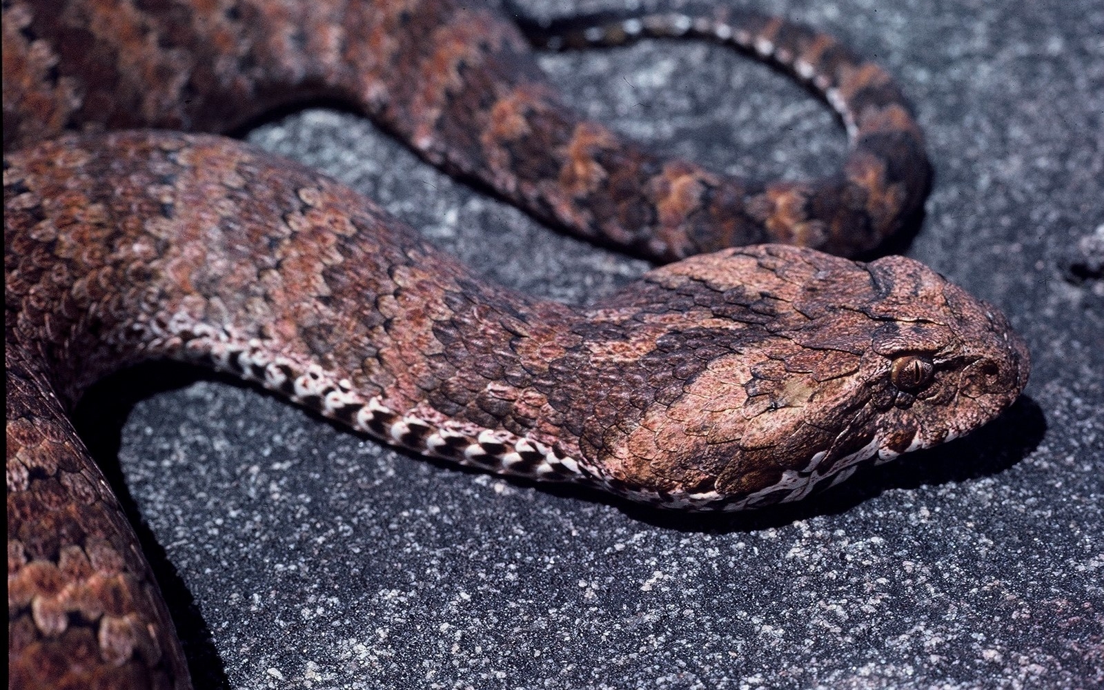 Death Adder Wallpaper And Background Image Id