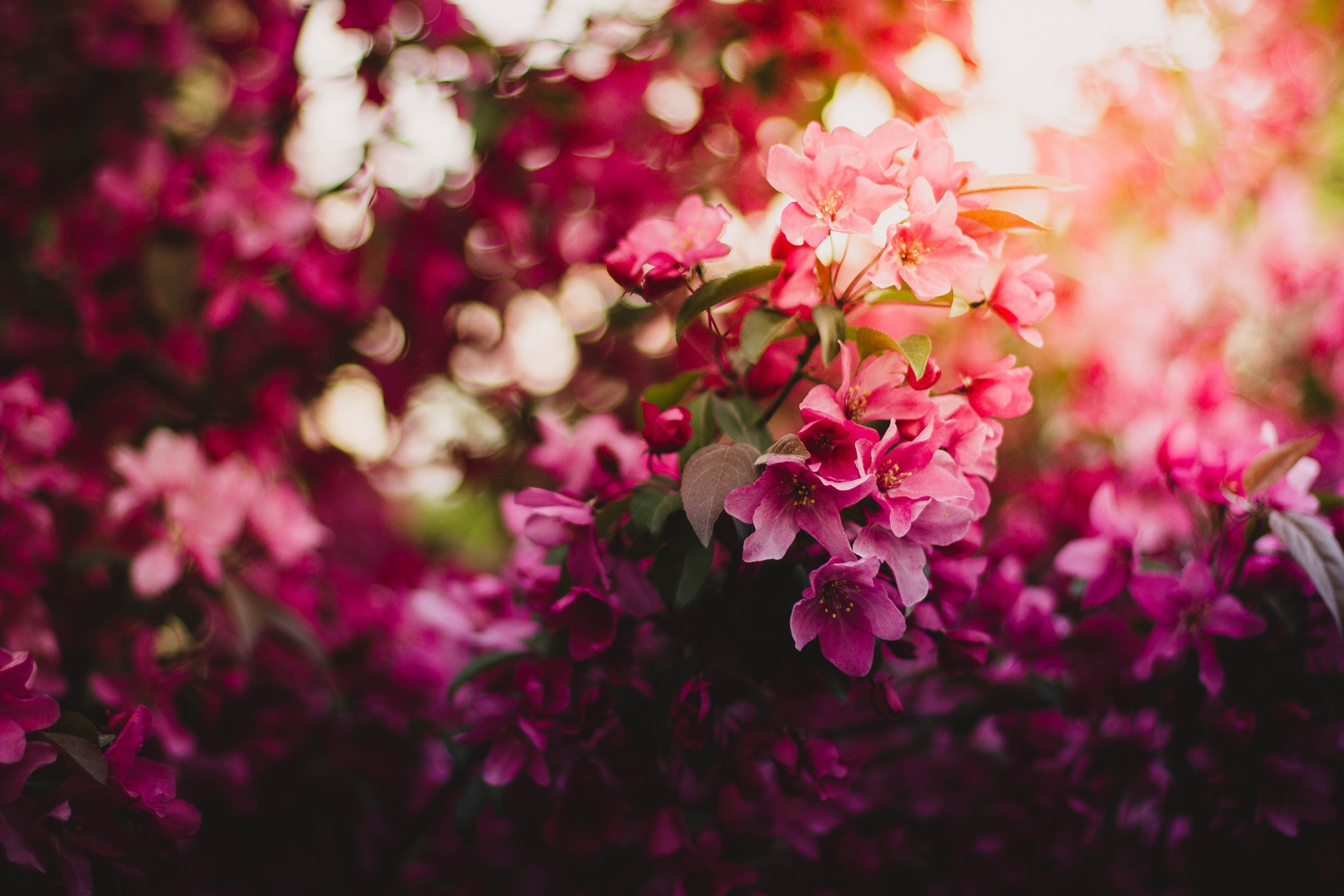 Pink Green And Purple Flowers During Daytime 4k HD Desktop