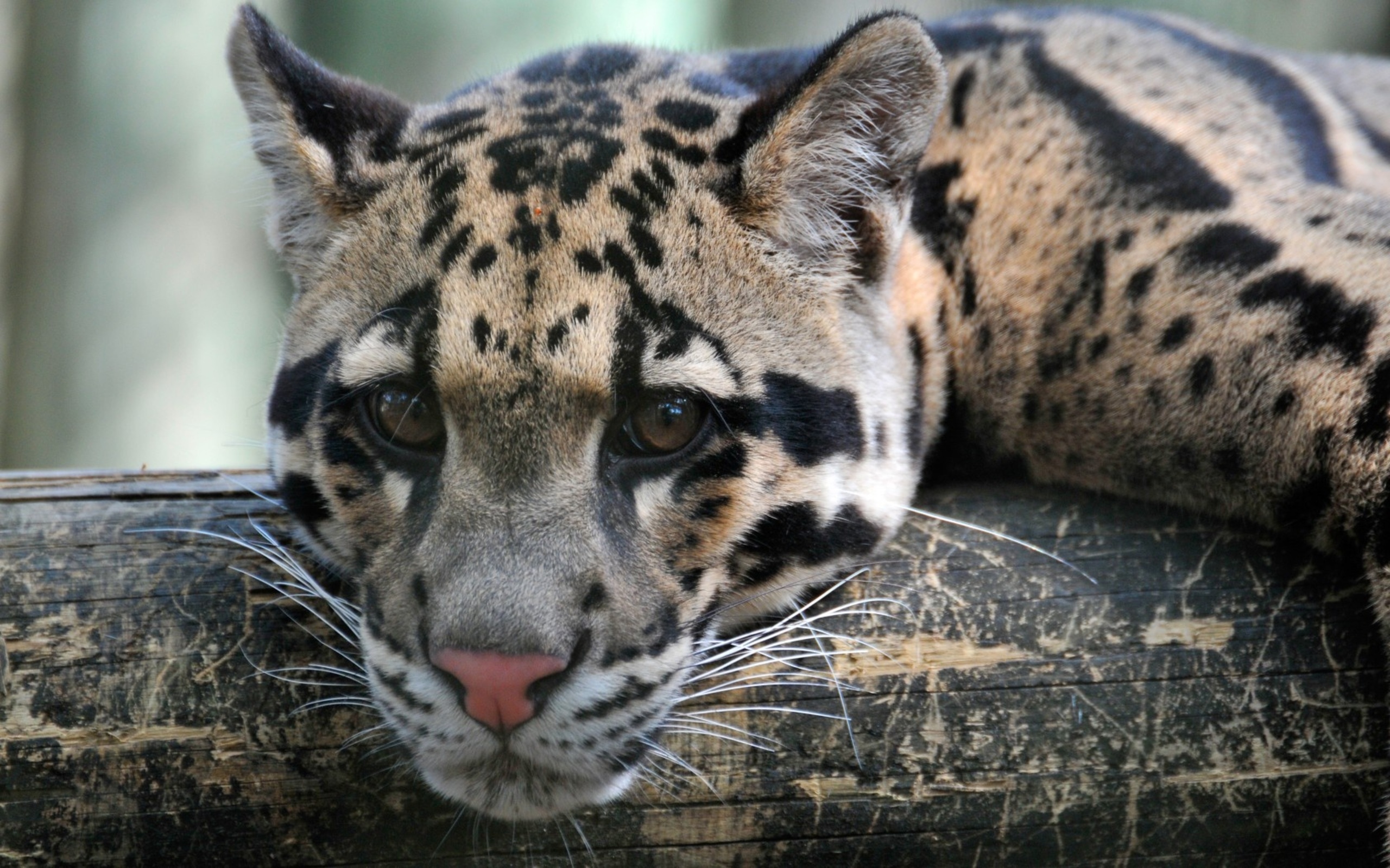 Clouded Leopard Full HD Wallpaper And Background