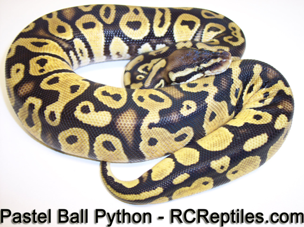 Ball Python Wallpaper and Games   Welcome to RCReptilescom