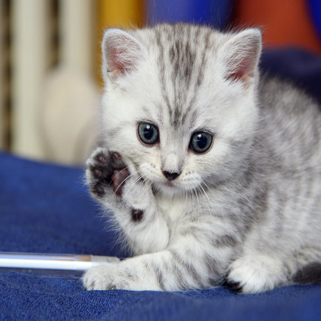 Cat Kitten iPad Wallpaper iPhone
