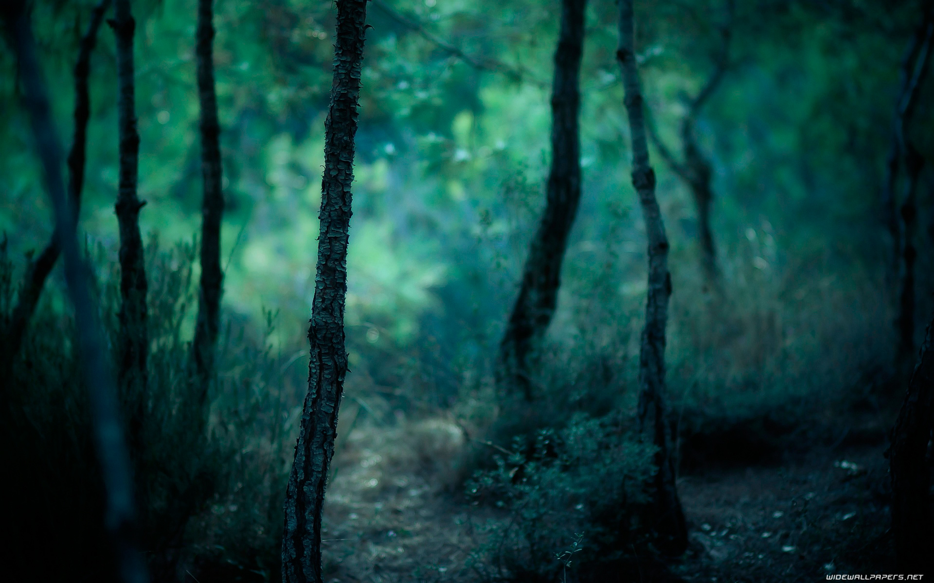 Nature Forest Wallpaper Photography