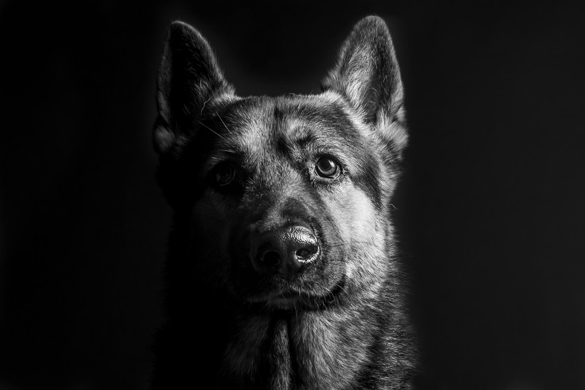 Desktop German Shepherd Puppy Photos Wallpaper