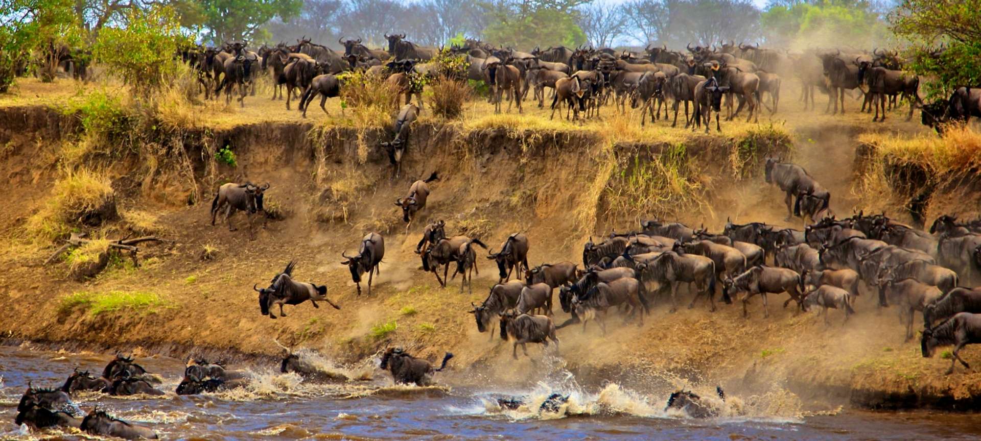 A dramatic scene of wildebeest migration, with a large herd crossing a river in a cloud of dust
