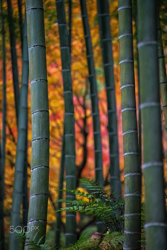 Bamboo Colors By Jleephoto On 500px Beautiful Pictures In