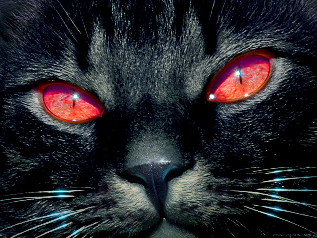 Black Cat Red Eyes Wallpaper