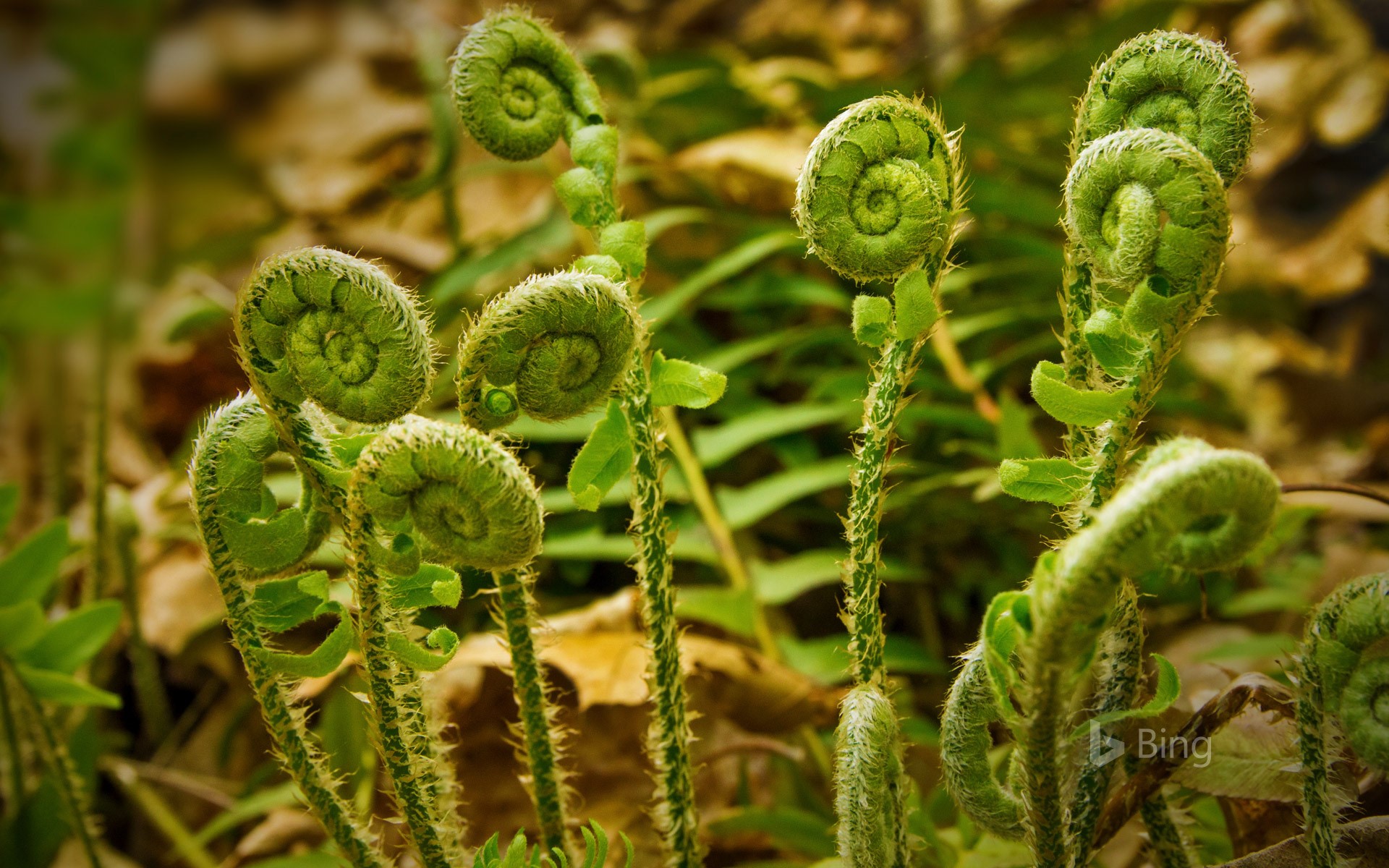 Fiddlehead Ferns At Valley Falls Park In Vernon Connecticut