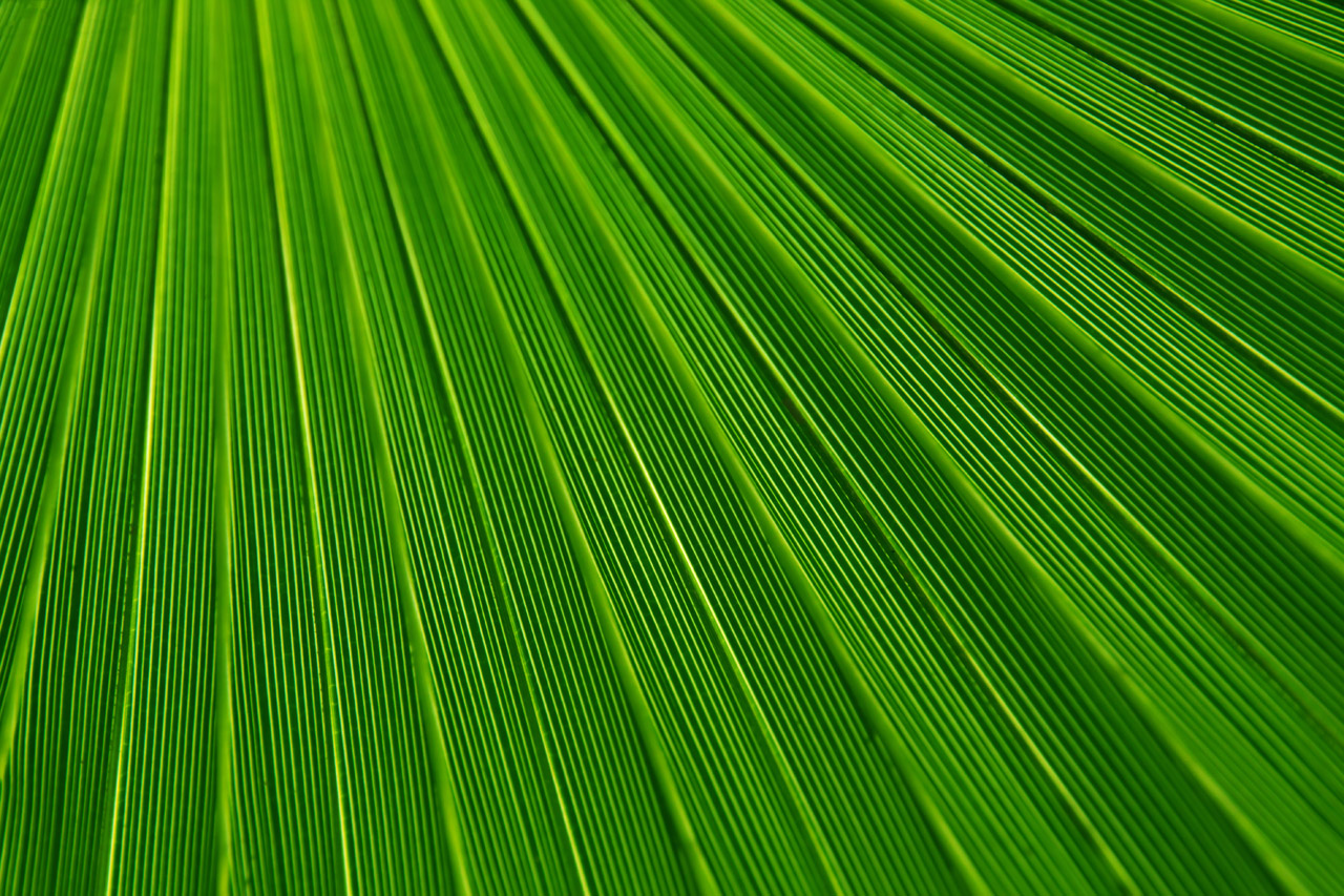 Palm Leaf Texture Free Stock Photo HD   Public Domain Pictures
