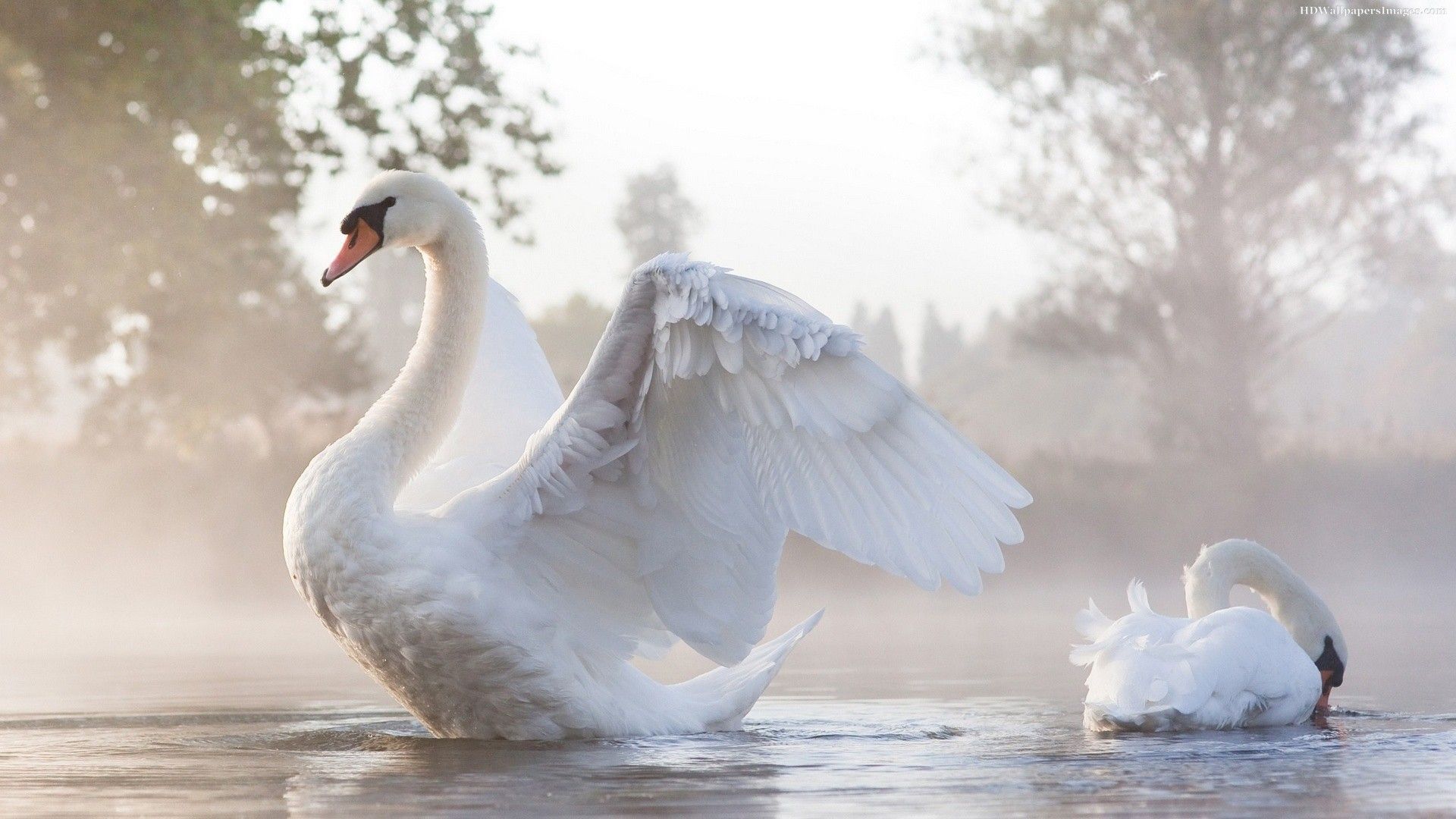 Most Beautiful Cute Swan HD Wallpaper Amp Pictures