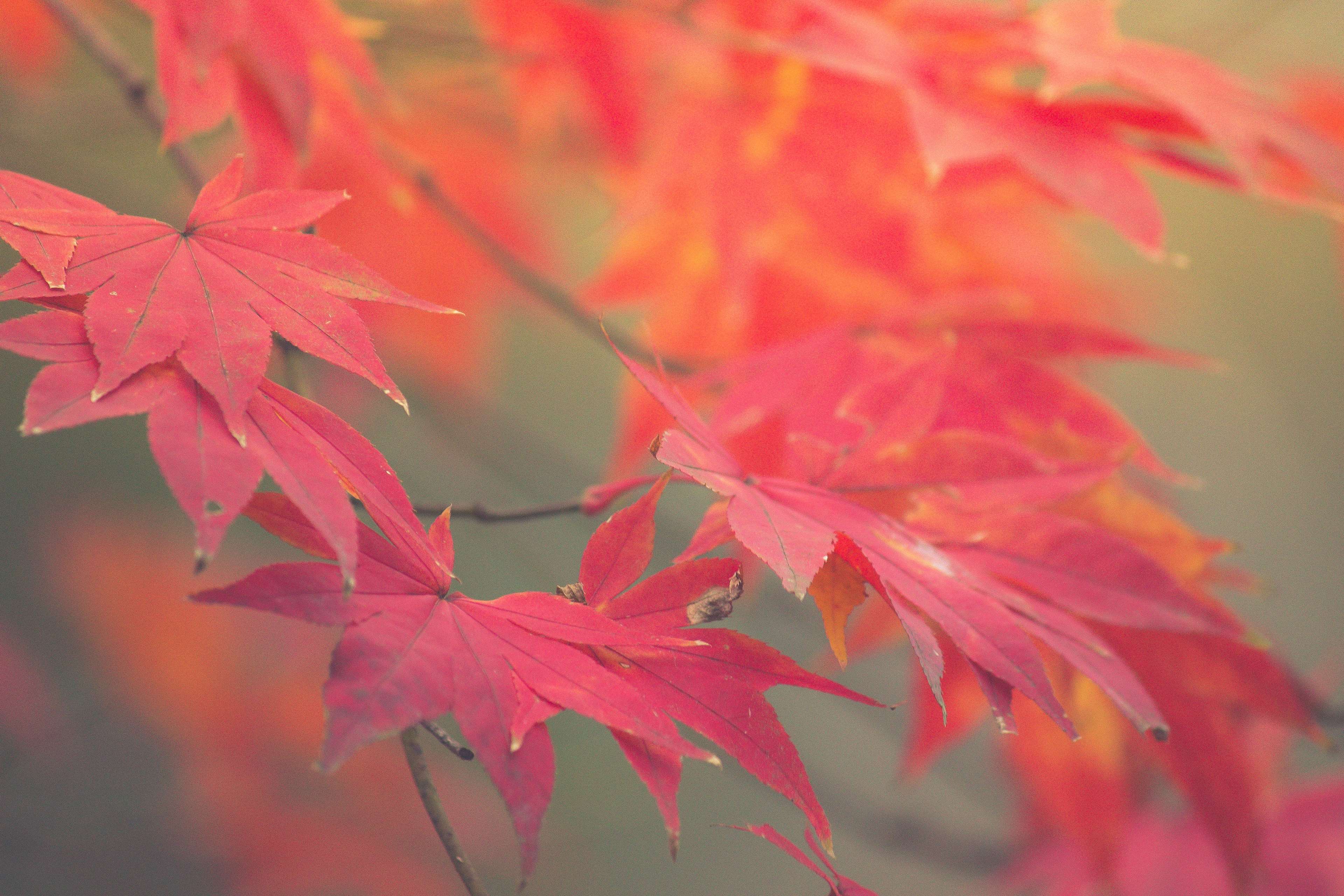 Leaves Autumn Maple Branch Wallpaper