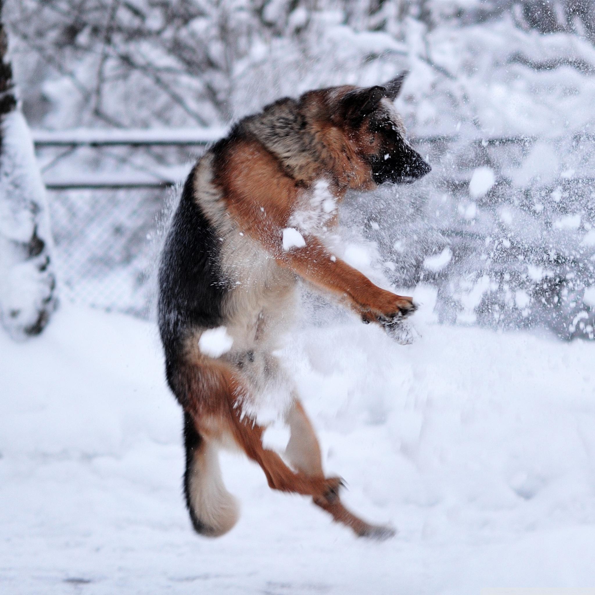 German Shepherd Plying In The Snow Ultra HD Desktop Background