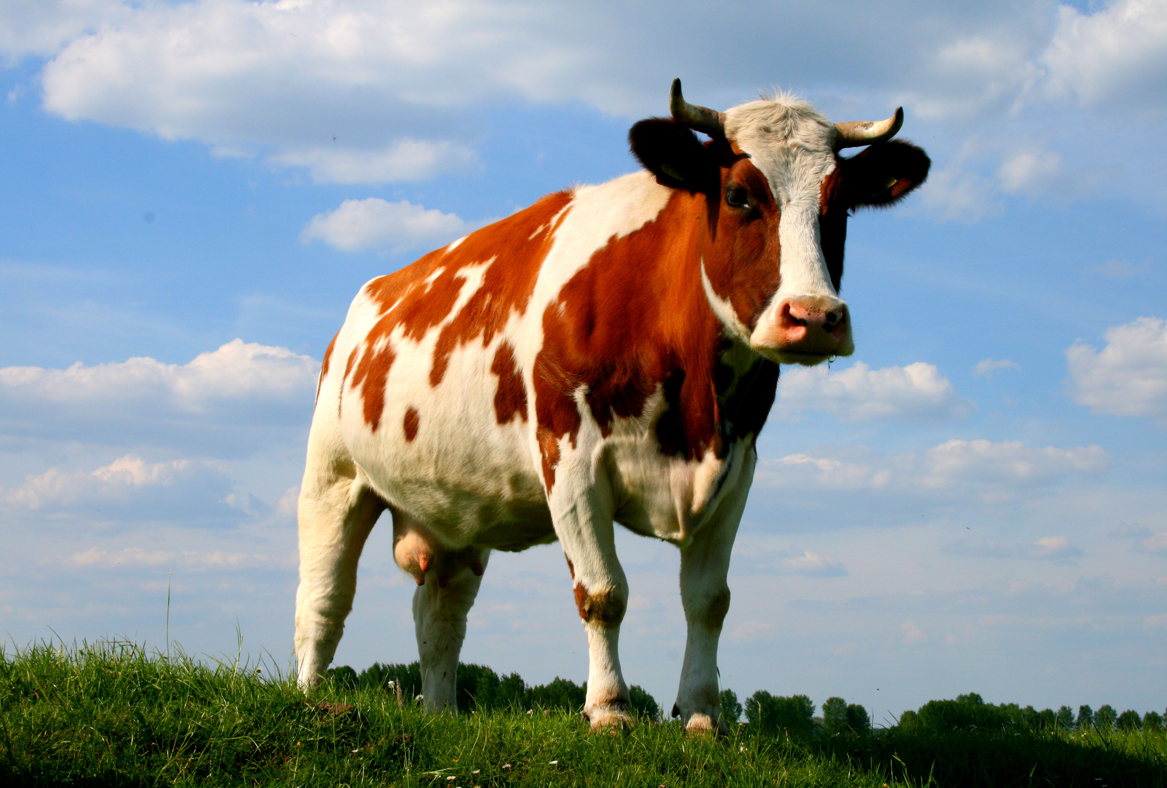 Wallpaper Cows Ongrass Photo